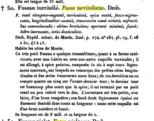 Famiglia Buccinidae: il genere Chauvetia